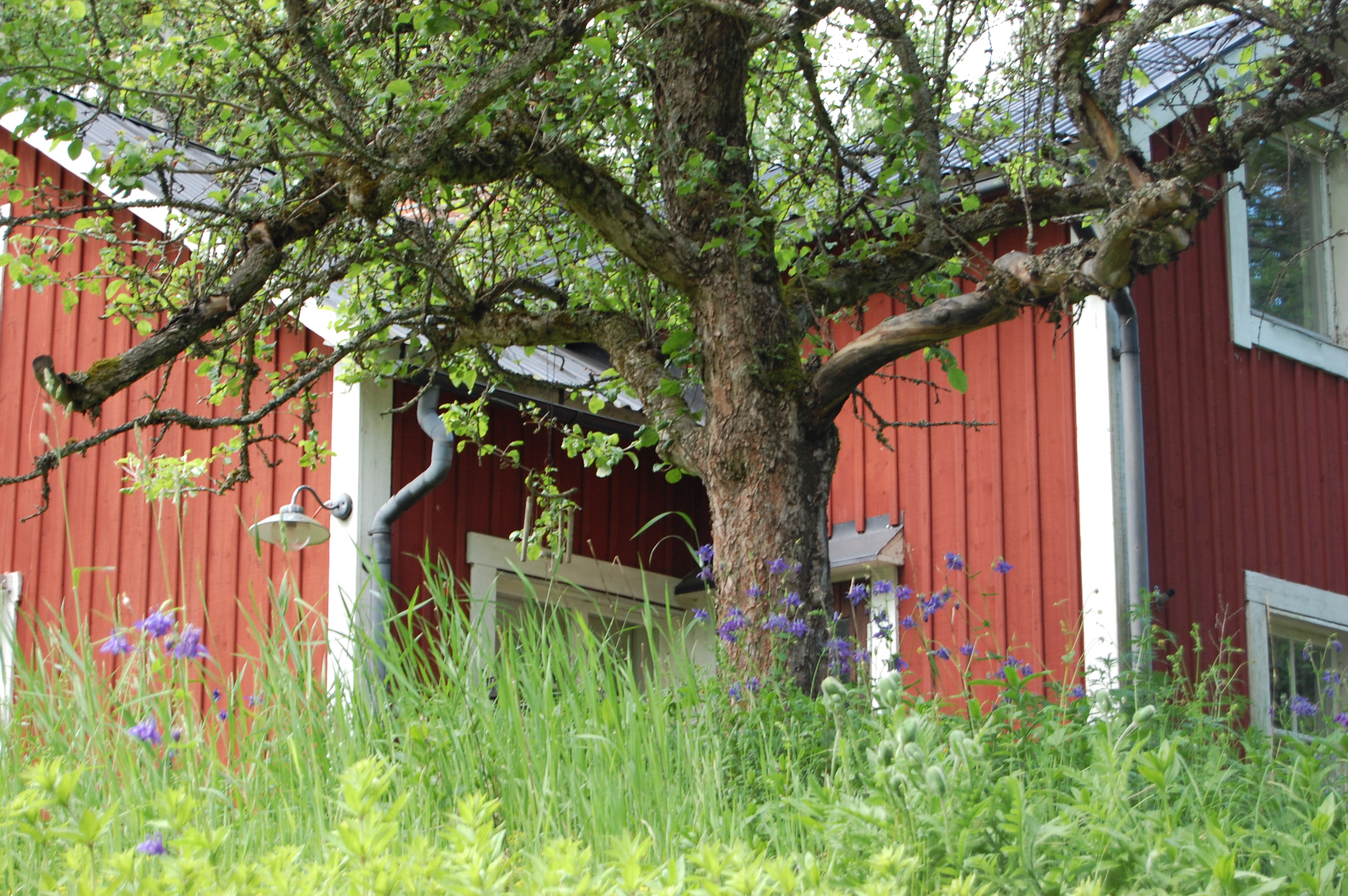 Röd stuga med äppelträd och akleja framför.